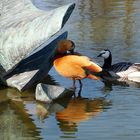 Canards aux belles couleurs