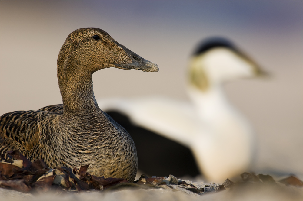 Canards aux legumes de mer