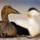 Canards aux legumes de mer