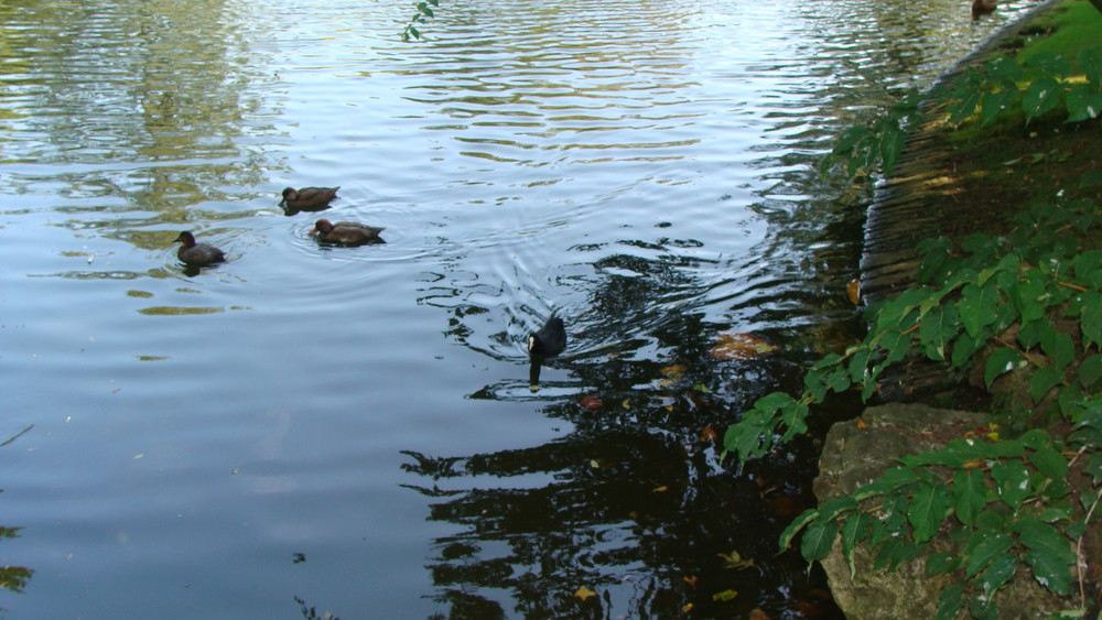 CANARDS