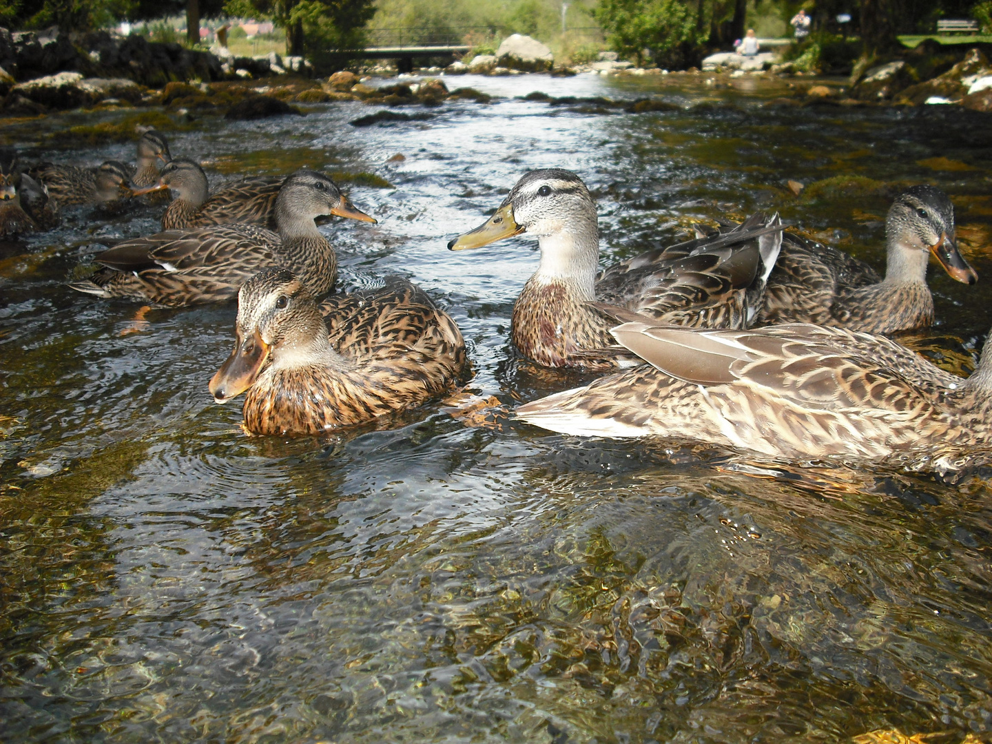 canards