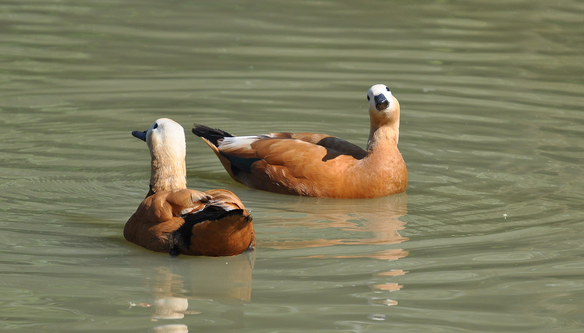 Canards