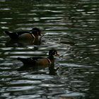 Canards Carolin