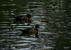 Canards Carolin