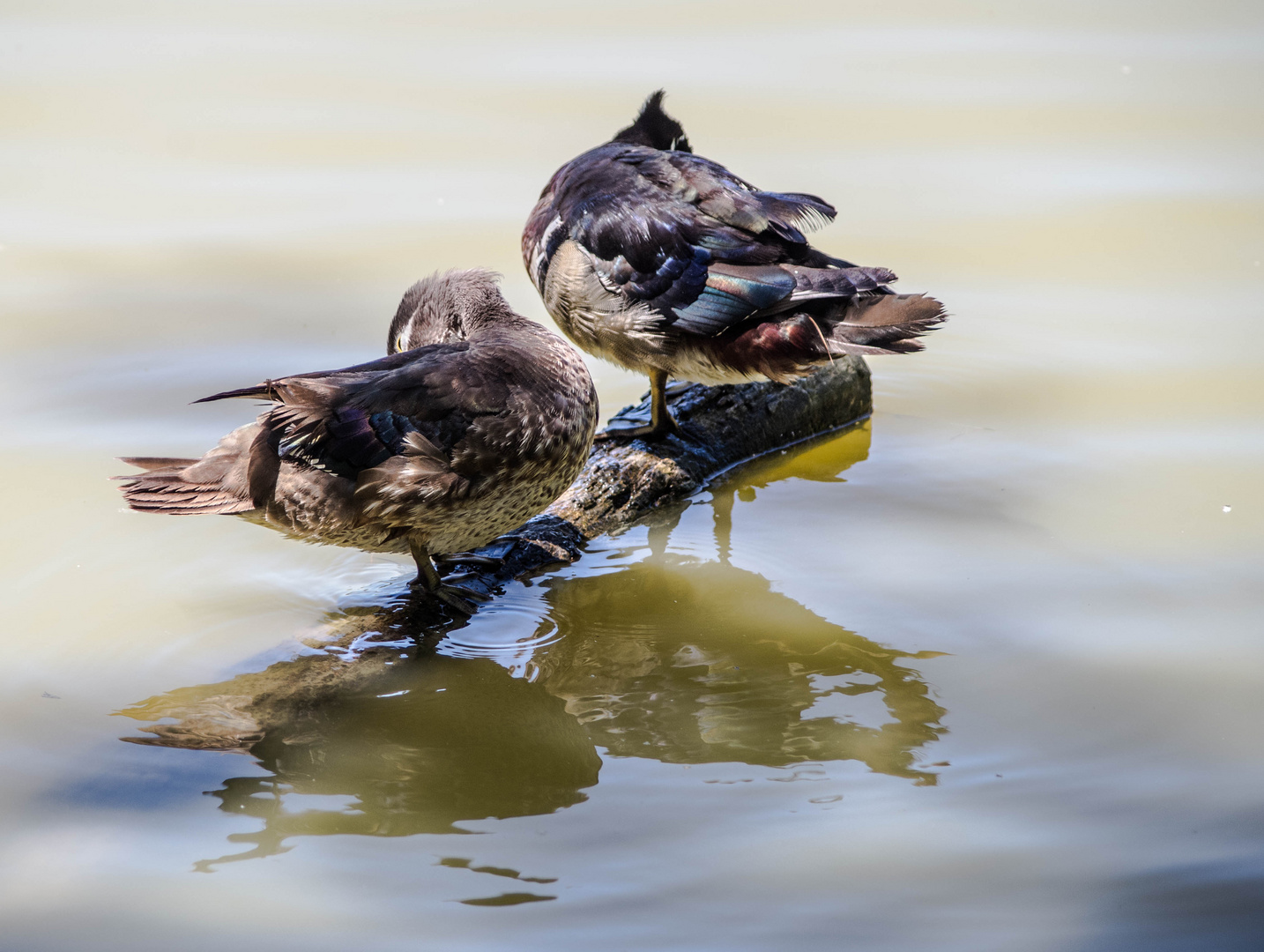 canards carolins mâle et femelle - parc aux oiseaux Villars les Dombes