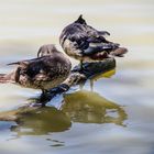 canards carolins mâle et femelle - parc aux oiseaux Villars les Dombes