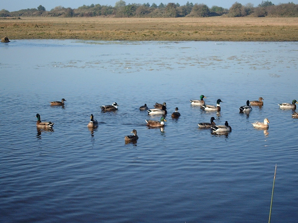 canards col-vert