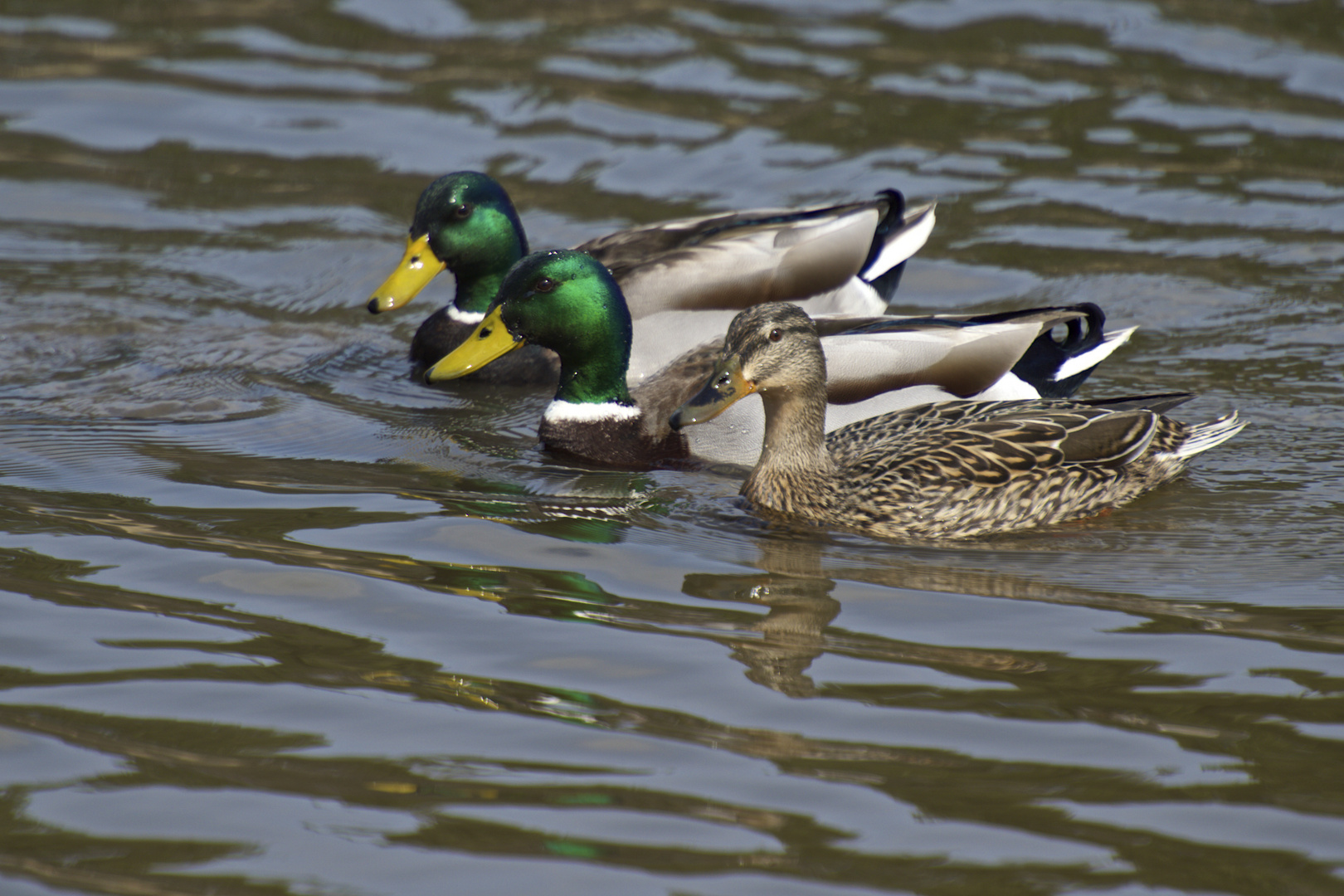 Canards Colvert