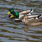 Canards Colvert