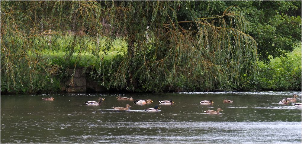 Canards colvert sauvages sur un l‘étang…