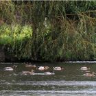 Canards colvert sauvages sur un l‘étang…