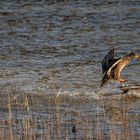 canards colverts