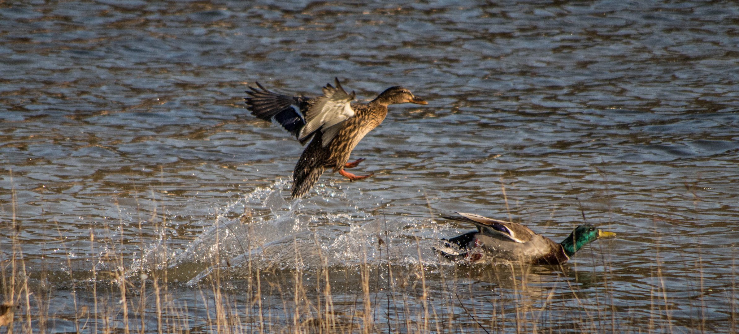 canards colverts