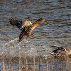 canards colverts