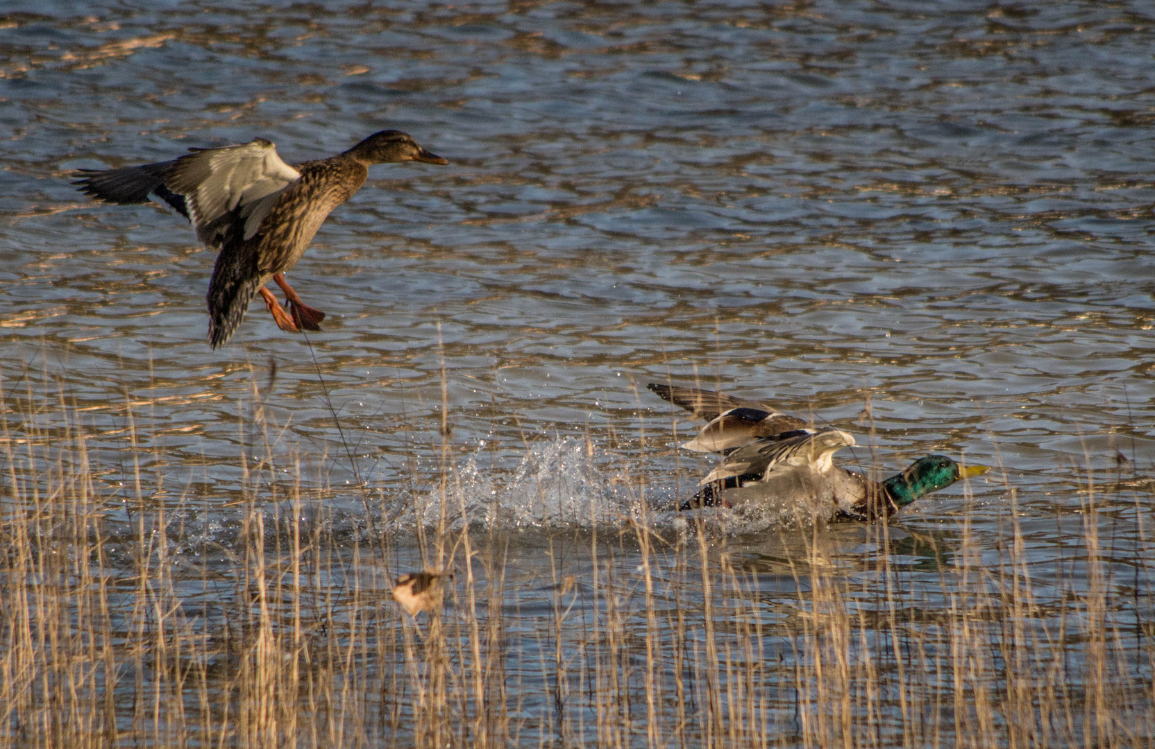 canards colverts