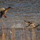 canards colverts