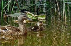 Canards