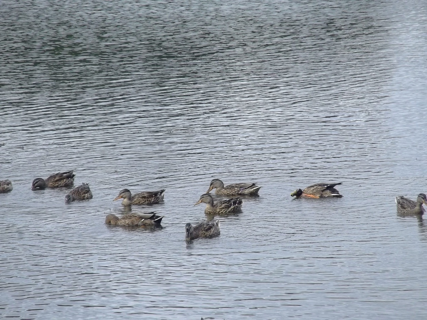 canards