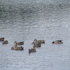 canards