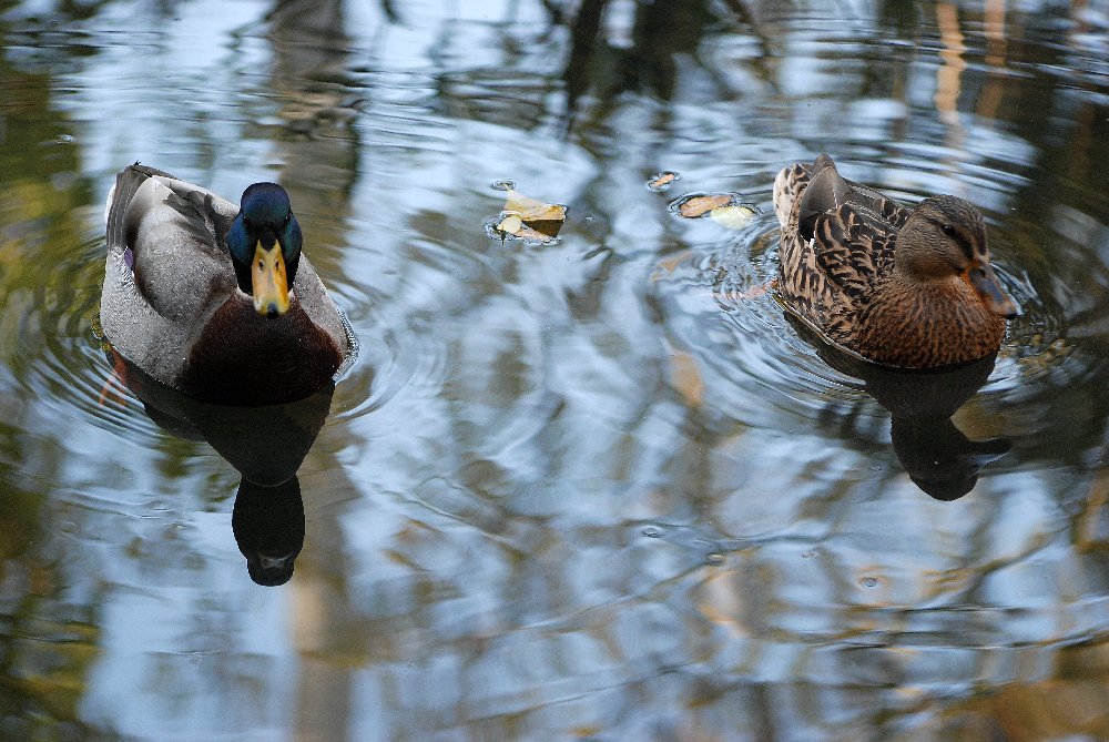 canards