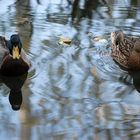 canards