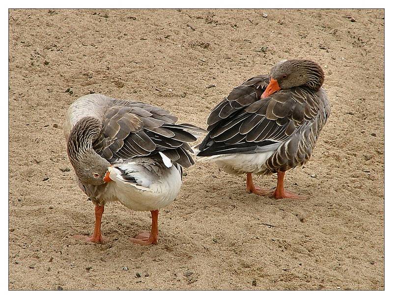 Canards en nettoyage Portugal