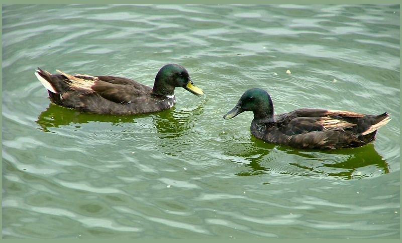 « Canards en promenade »