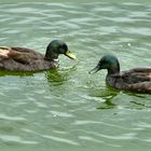 « Canards en promenade »