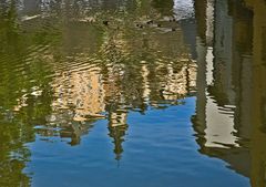 Canards en vadrouille