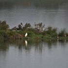 Canards et Aigrette