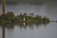 Canards et Aigrette