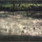 Canards fantômes dans la brume