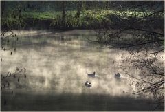 Canards fantômes dans la brume