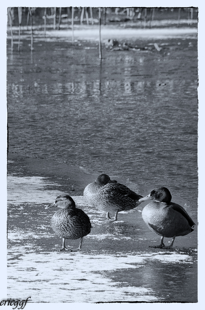 Canards gelés