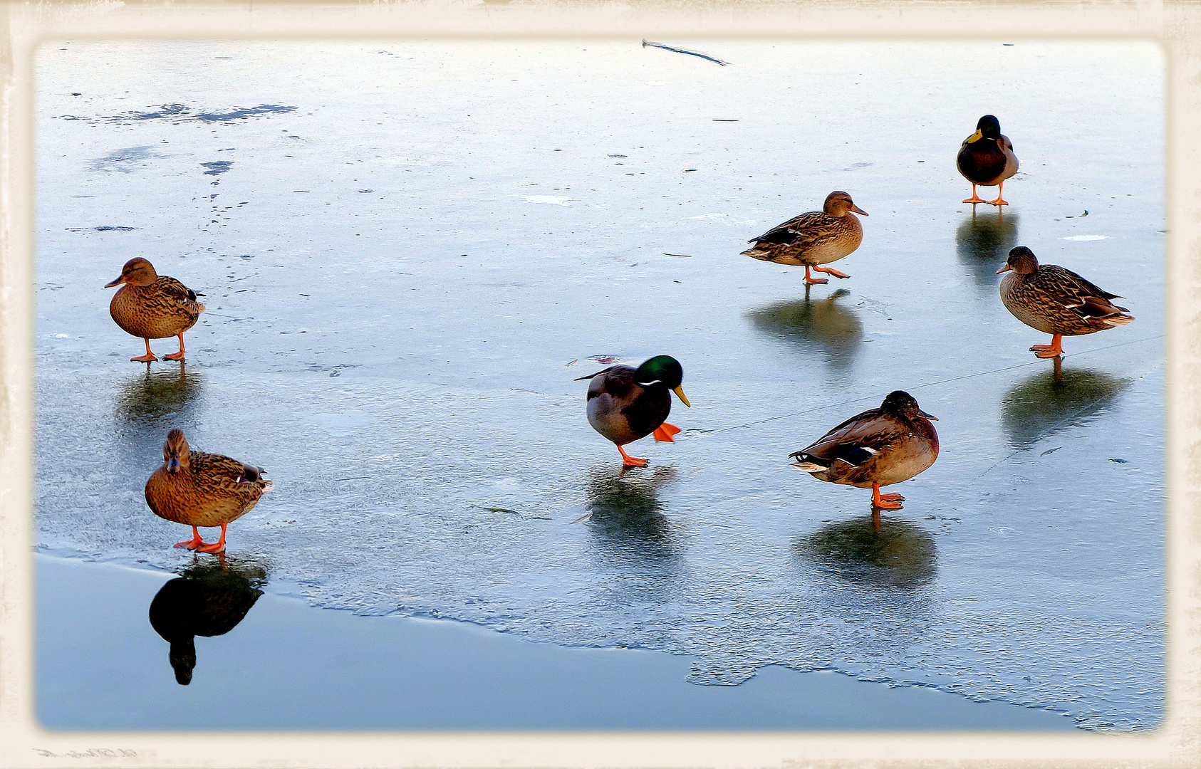 Canards gelés...