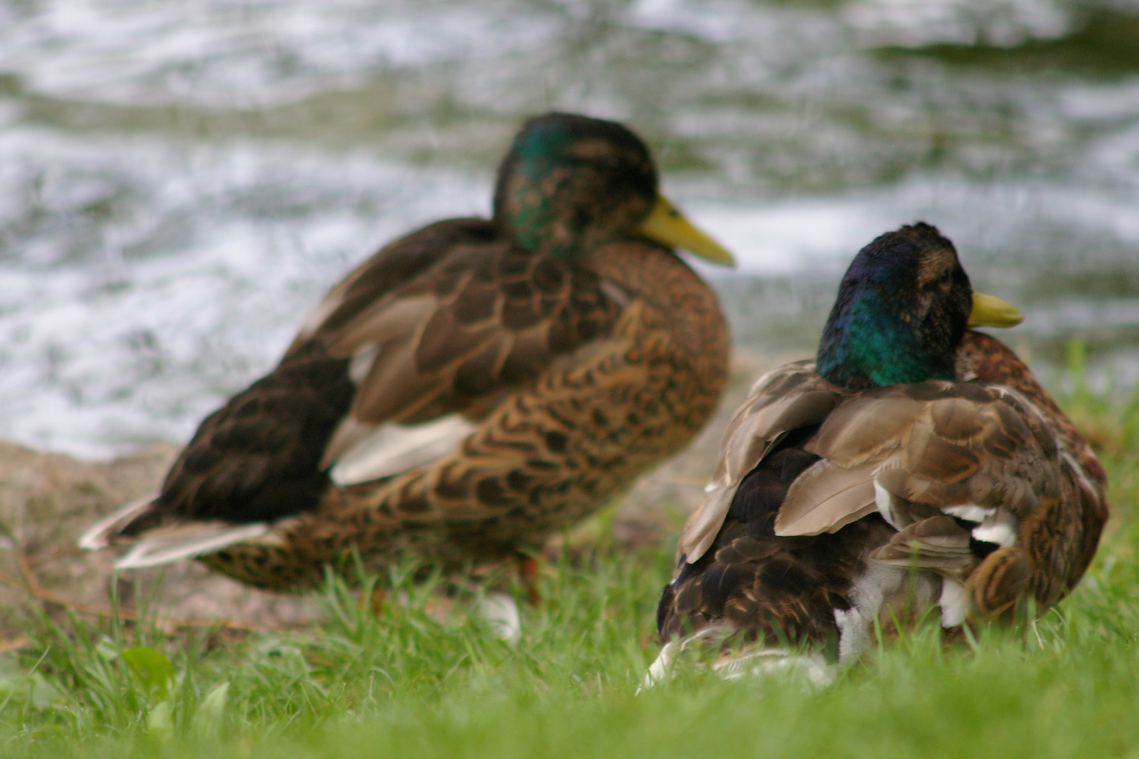 Canards - Lac de Neuchâtel