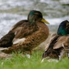 Canards - Lac de Neuchâtel