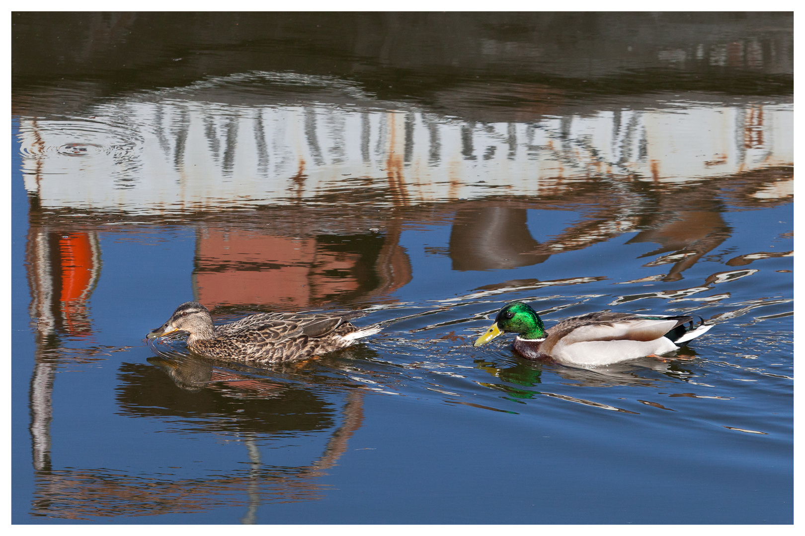 canards sauvages