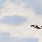 Canards sauvages dans les Pyrénées