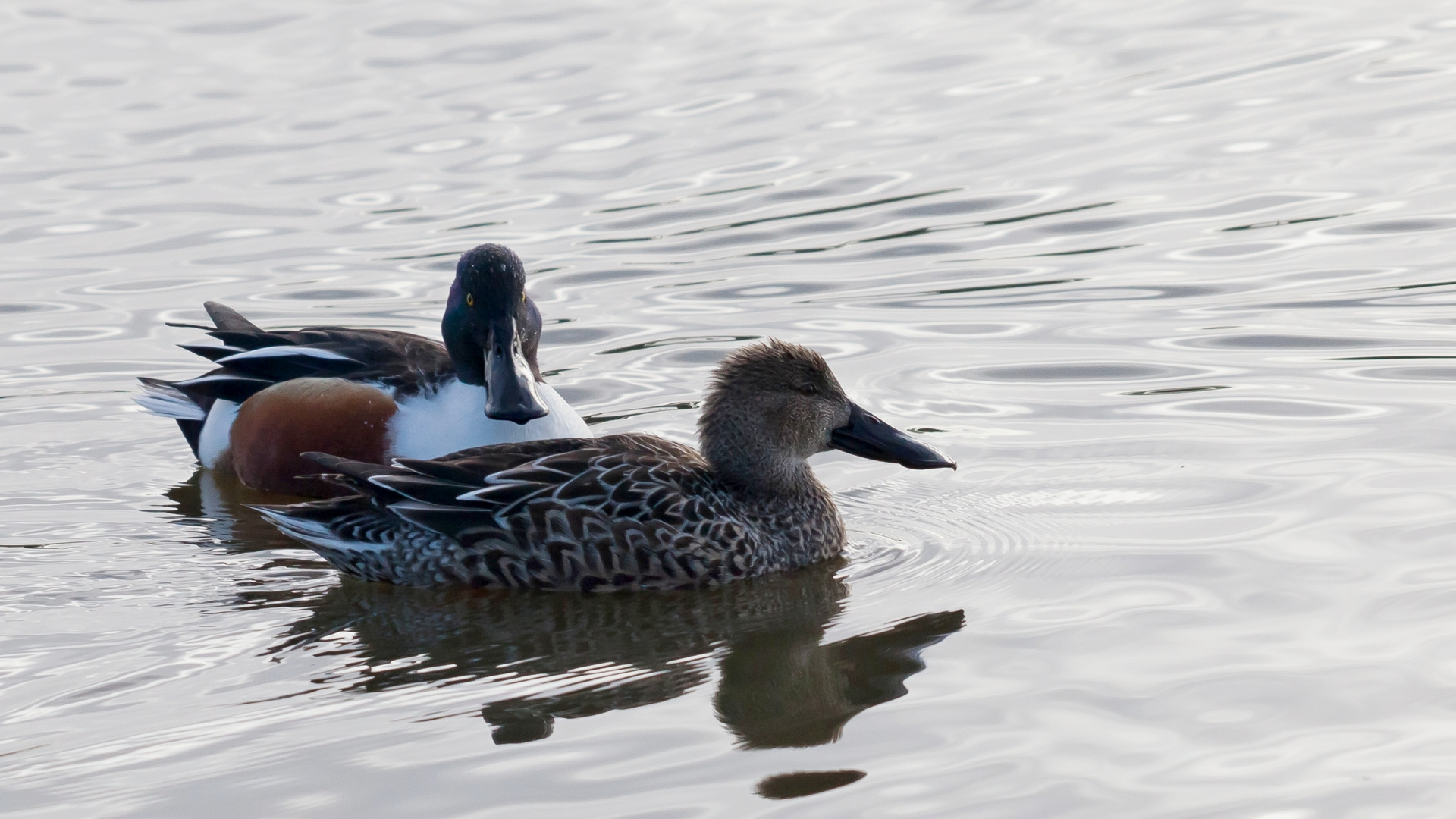 Canards souchets