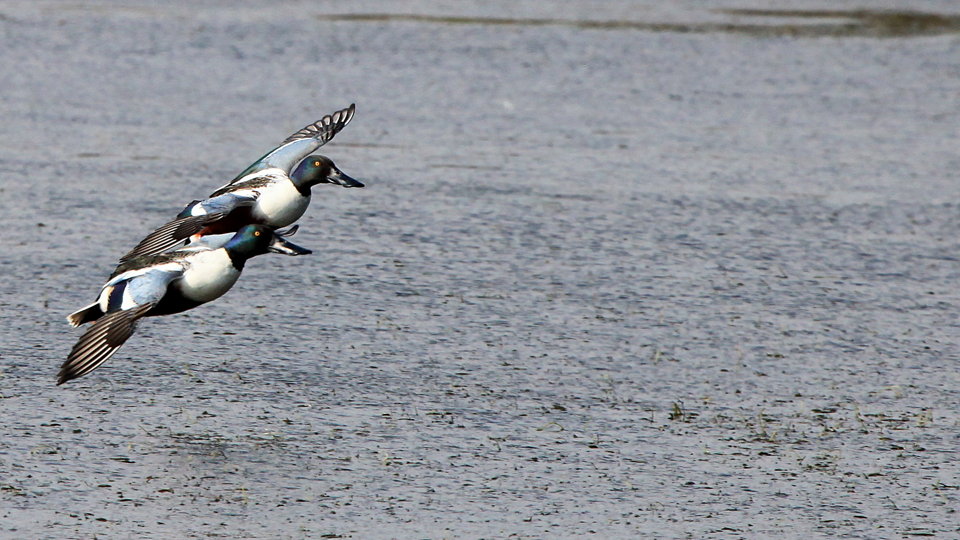 Canards Souchets