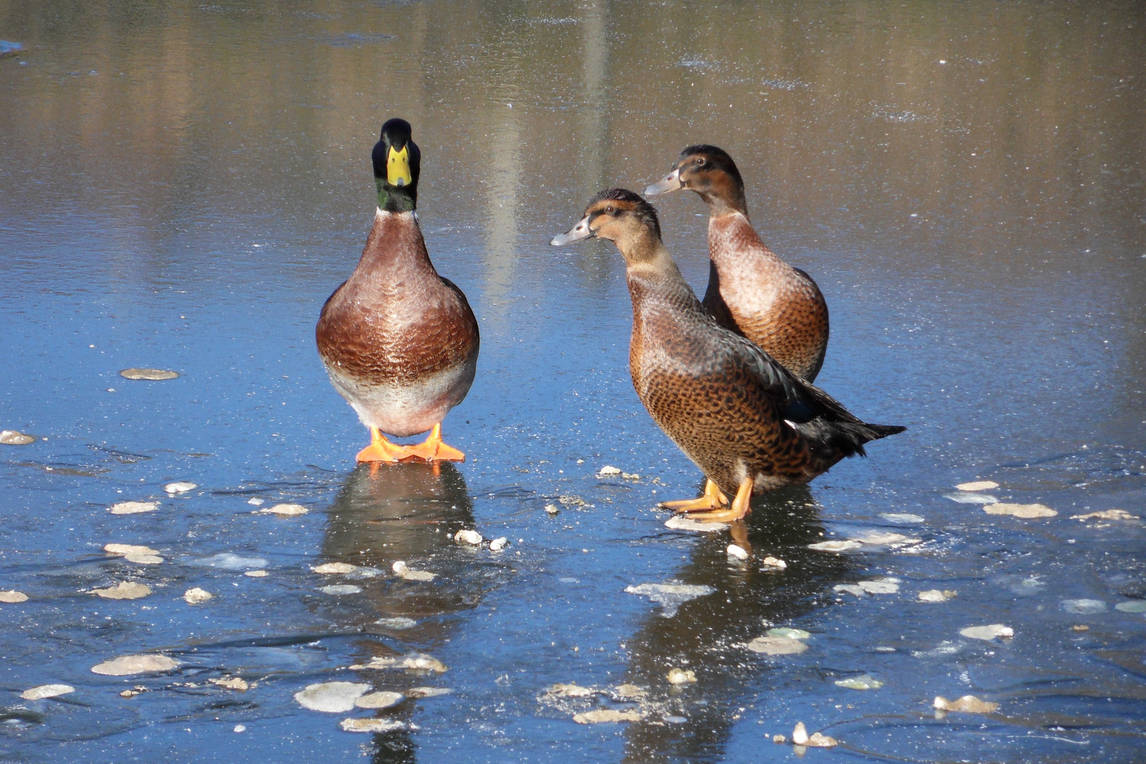 Canards sur étang gelé