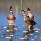 Canards sur étang gelé