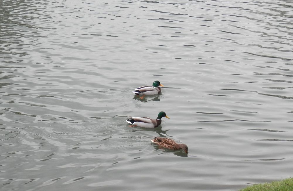 Canards sur la Lahn