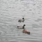 Canards sur la Lahn