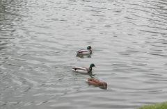 Canards sur la Lahn