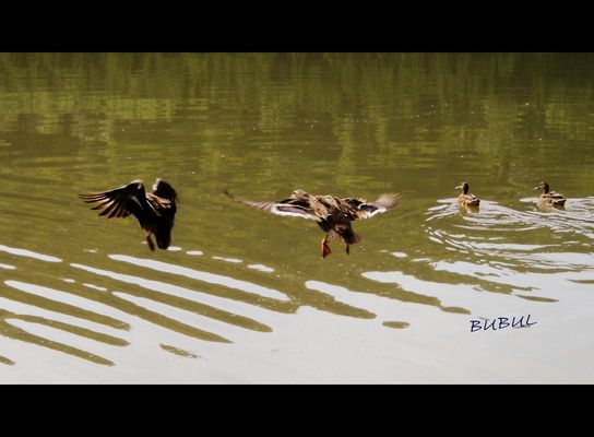 CANARDS SUR LE LAC