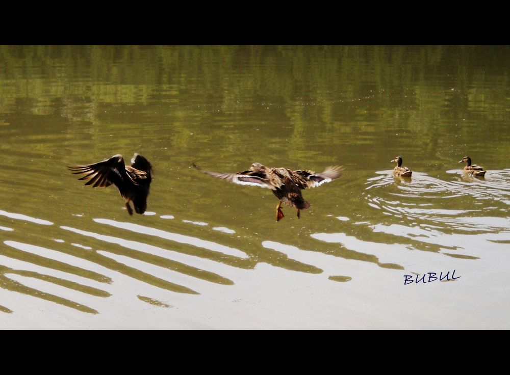 CANARDS SUR LE LAC