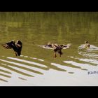 CANARDS SUR LE LAC