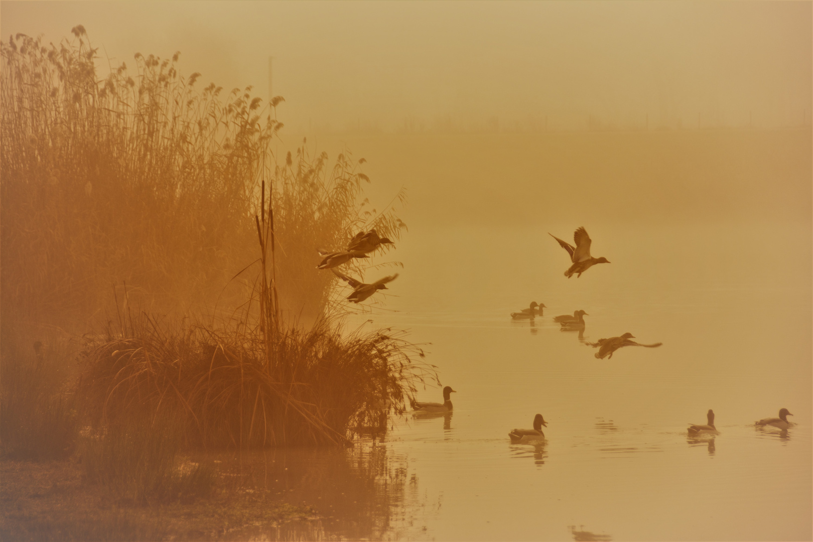 canards sur le lac